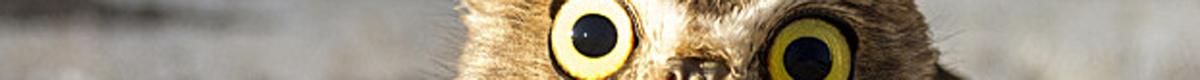 banner1