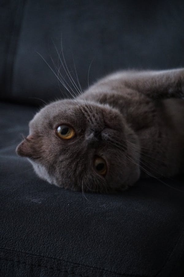 yd