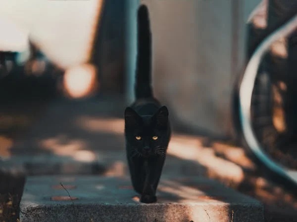 ts